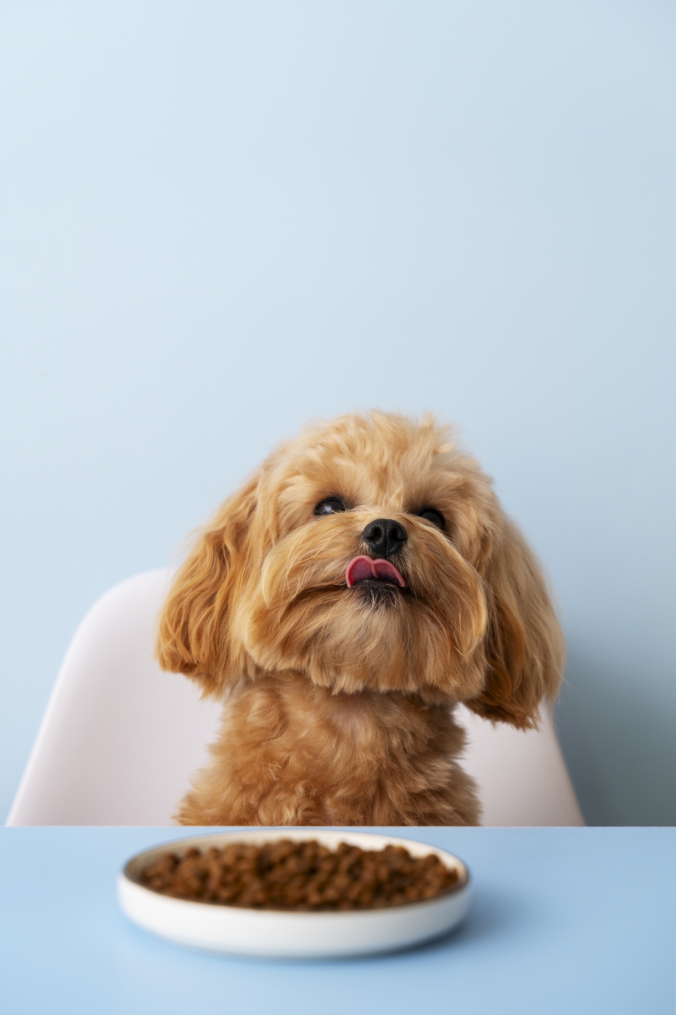 Cachorro recebendo carinho