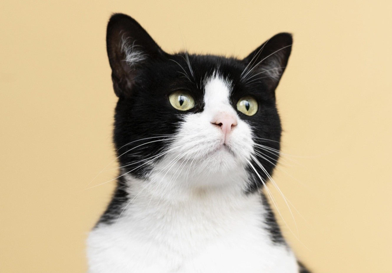 Gato preto e branco